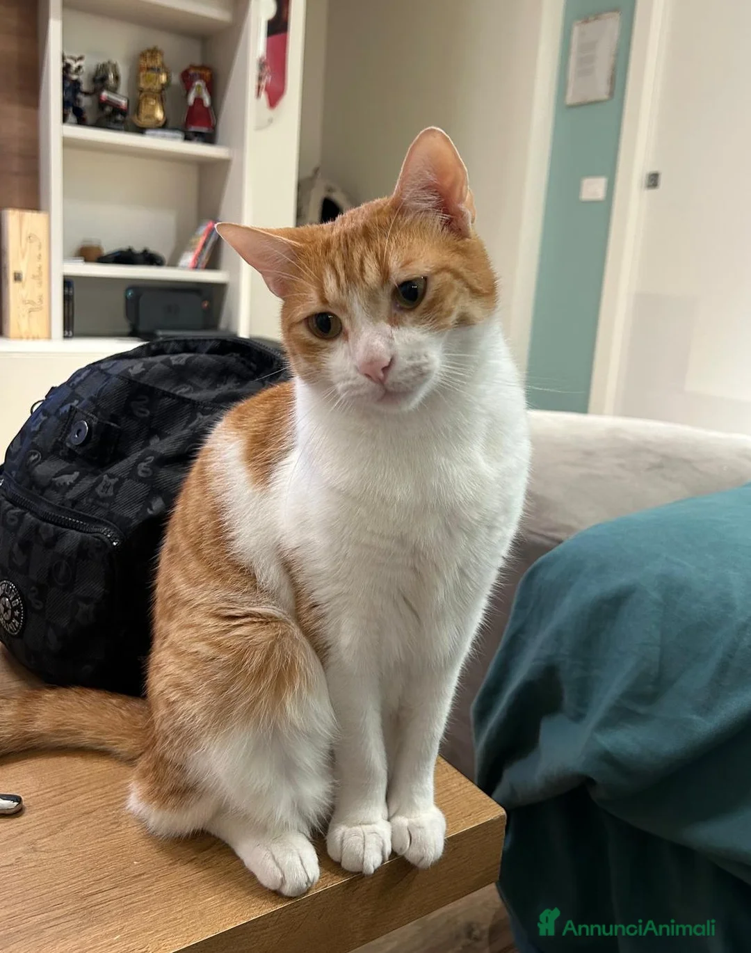 Europeo gatti in regalo: EMY e JAMIE, dolci mici in adozione! - Annuncio 5