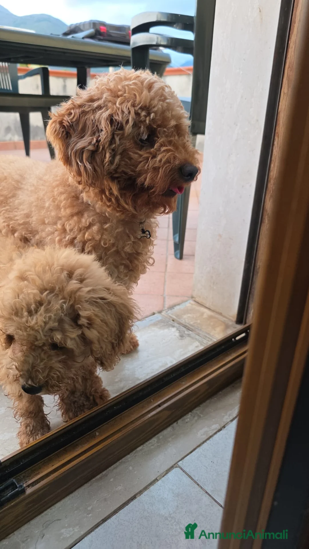 Barboncino cani in vendita: Cucciolo barbone nano - Annuncio 2