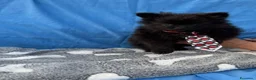 Spitz cani in vendita: Spitz tedesco  - Annuncio 3