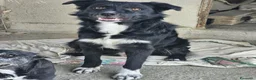 Meticcio cani in regalo:  Iron - Annuncio 6