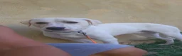 Meticcio cani in regalo: Kinder e Kira: giovani adozione di coppia  - Annuncio 28