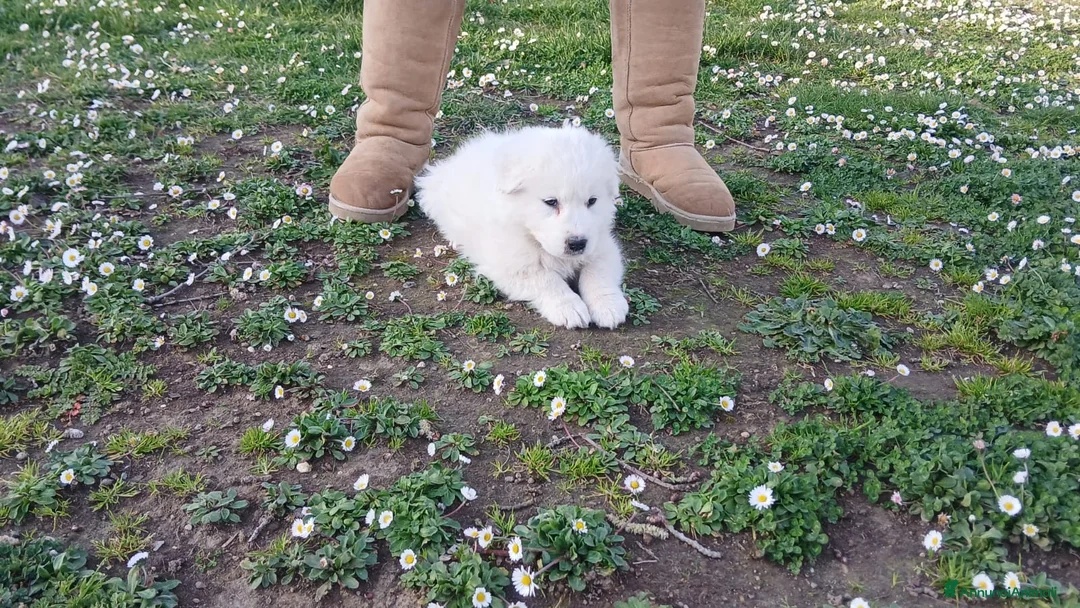 Pastore Maremmano cani in regalo: KOSNER HA BISOGNO DI UNA MAMMA E DI UN PAPA' - Annuncio 2