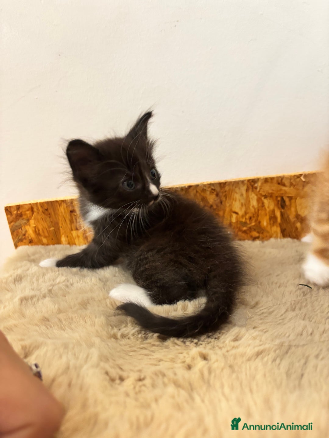 Maine Coon gatti in vendita: Cuccioli di Maine coon a Provincia di Mantova - Immagine 5
