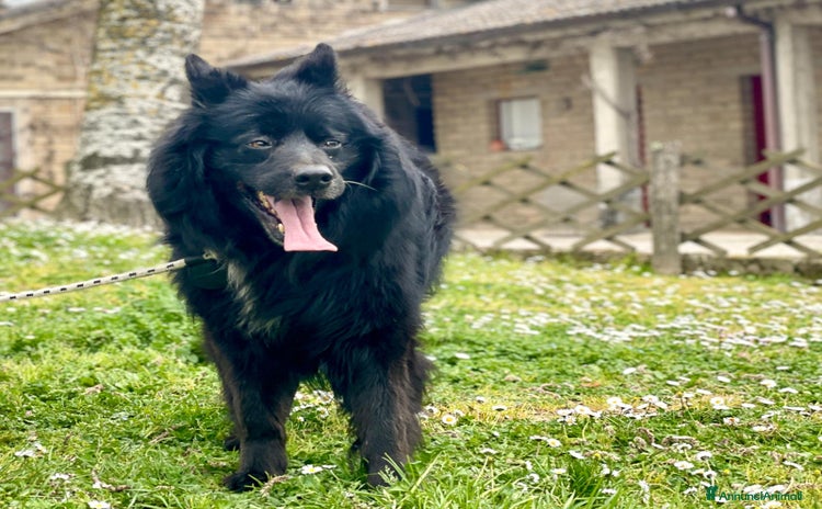 Meticcio cani a Città metropolitana di Roma Capitale - Annuncio 1