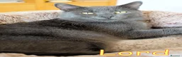 Certosino gatti in regalo: LORD  DOLCISSIMO GATTINO SIMILCERTOSINO - Annuncio 3