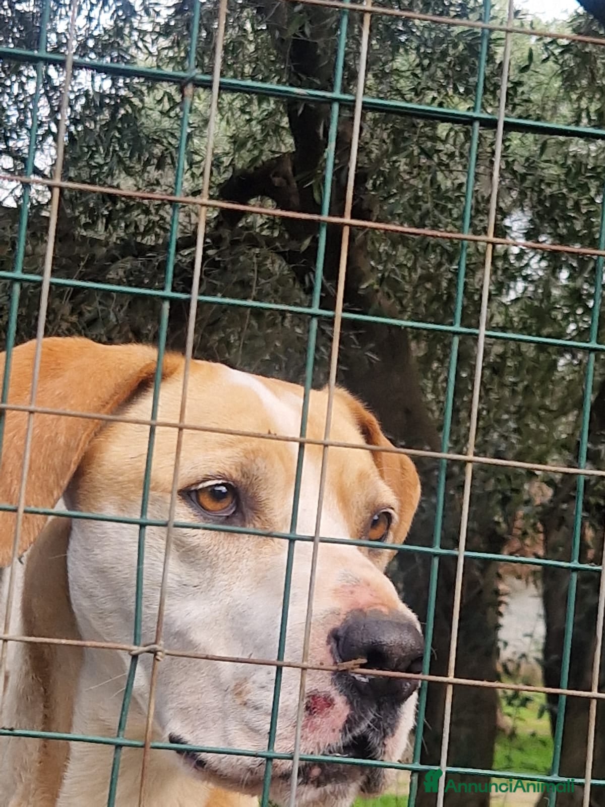 Meticcio cani Rosy bella equilibrata dolce socievole  - Annuncio 2