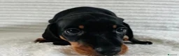 Bassotto cani in vendita: Bassotti Nani  - Annuncio 4