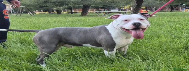 Olaf