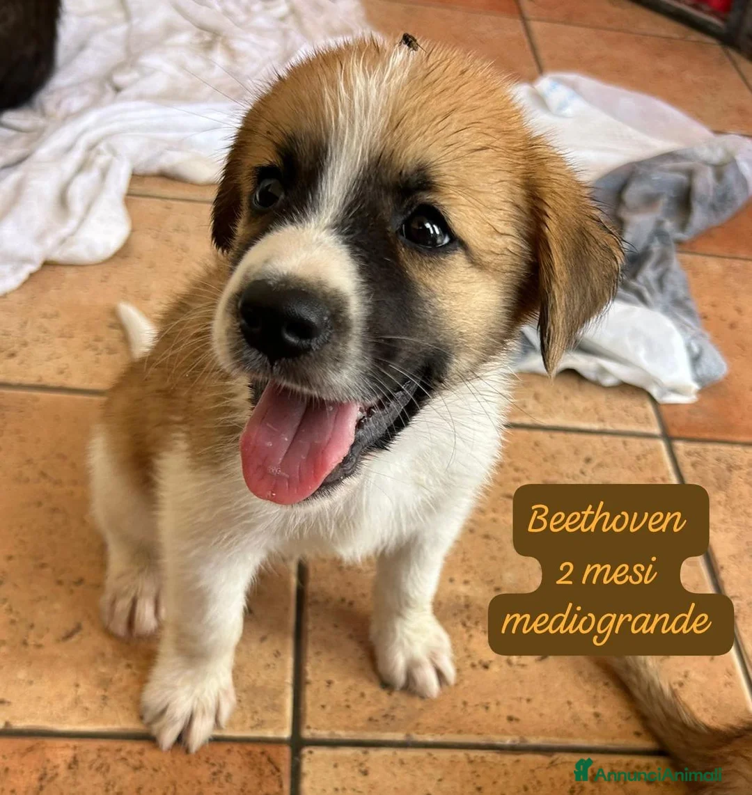 Meticcio cani in regalo: Cuccioli, non hanno chiesto di nascere  a Provincia di Brescia - Annuncio 2