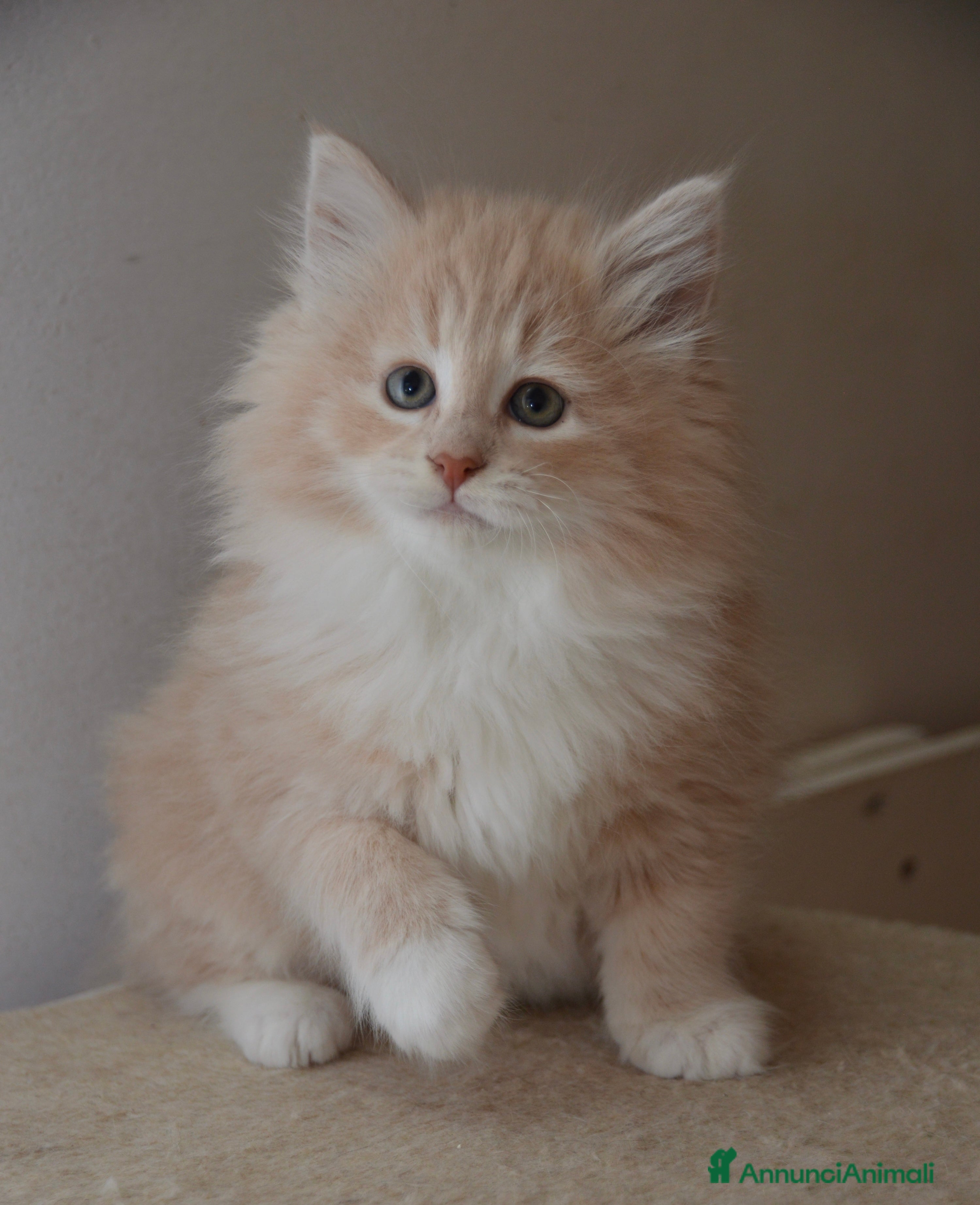 Norvegese gatti Cucciolo norvegese  - Annuncio 1