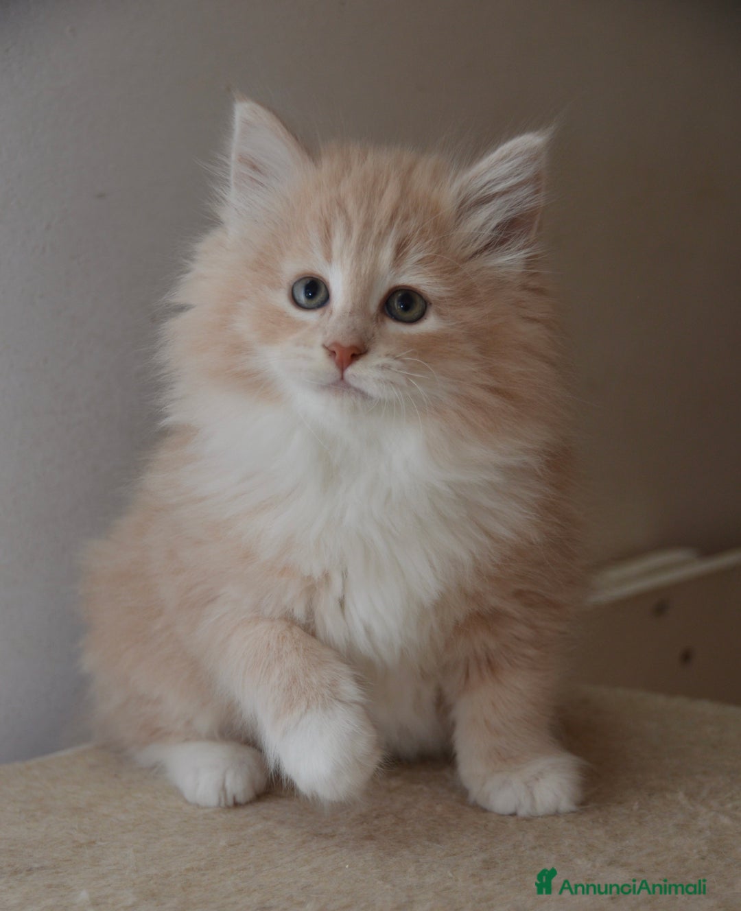 Norvegese gatti in vendita: Cucciolo norvegese  - Annuncio 1