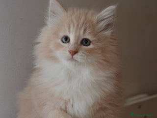 Norvegese gatti Cucciolo norvegese - Annuncio 1