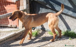 Meticcio cani in regalo: ELSA ASPETTA TE a Città metropolitana di Roma Capitale - Immagine 4