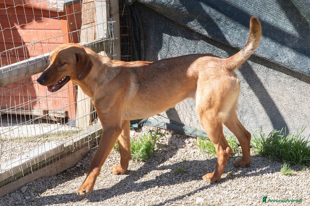 Meticcio cani in regalo: ELSA ASPETTA TE a Città metropolitana di Roma Capitale - Immagine 4