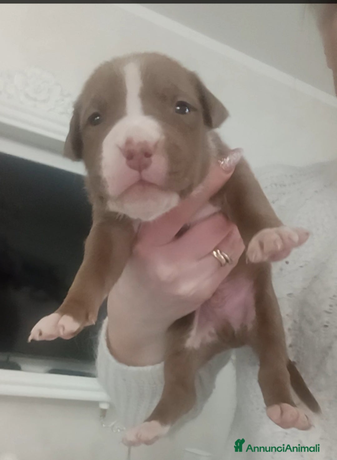 Pitbull cani in vendita: Cuccioli strepitosi di Pitbull con pedigree  - Annuncio 7
