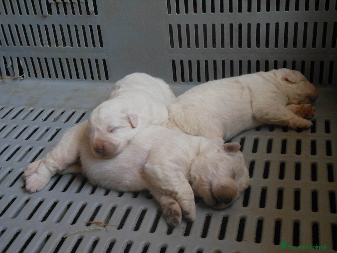 Pastore Maremmano cani in vendita: cuccioli di pastore Abruzzese  - Annuncio 4