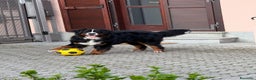 Bovaro del Bernese cani in regalo: Adozione Bovaro di 2 anni e mezzo - Annuncio 4