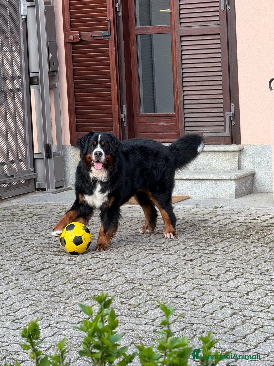 Bovaro del Bernese cani in regalo: Adozione Bovaro di 2 anni e mezzo - Annuncio 4