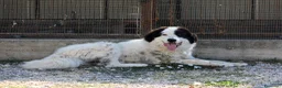 Meticcio cani in regalo: Giulio Cesare spettacolo in adozione  - Annuncio 4