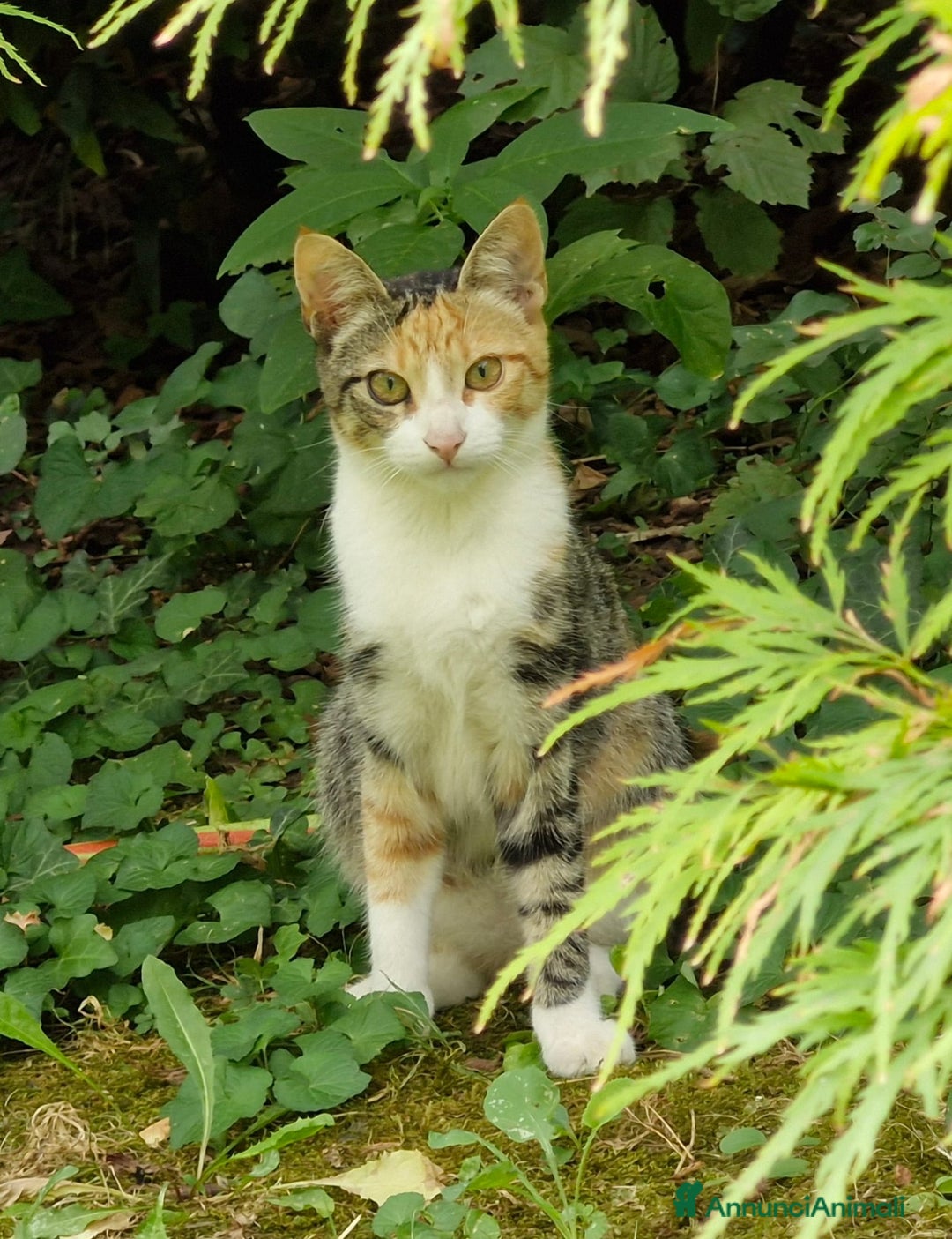 Europeo gatti in regalo: 3micine tricolori dai 3 ai 5 mesi VOGHERA URGENTE - Annuncio 1