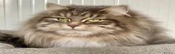 Siberiano gatti in vendita: cucciolo gatto siberiano ANFI - Annuncio 9