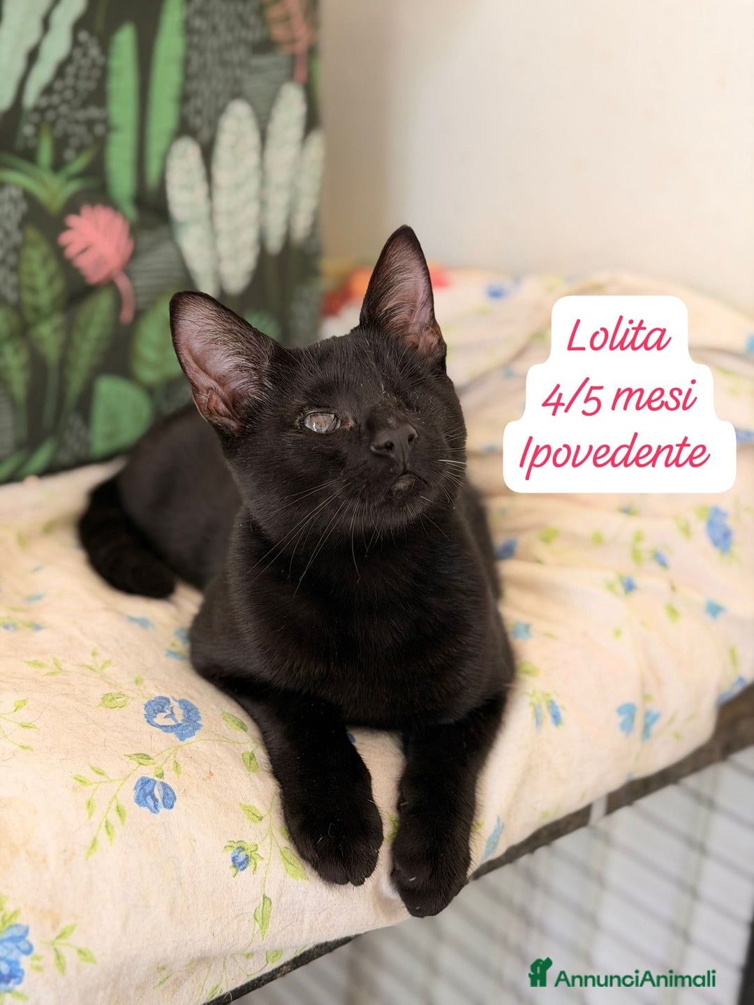 Europeo gatti in regalo: Gattini desiderosi di trovare famiglia  - Annuncio 9