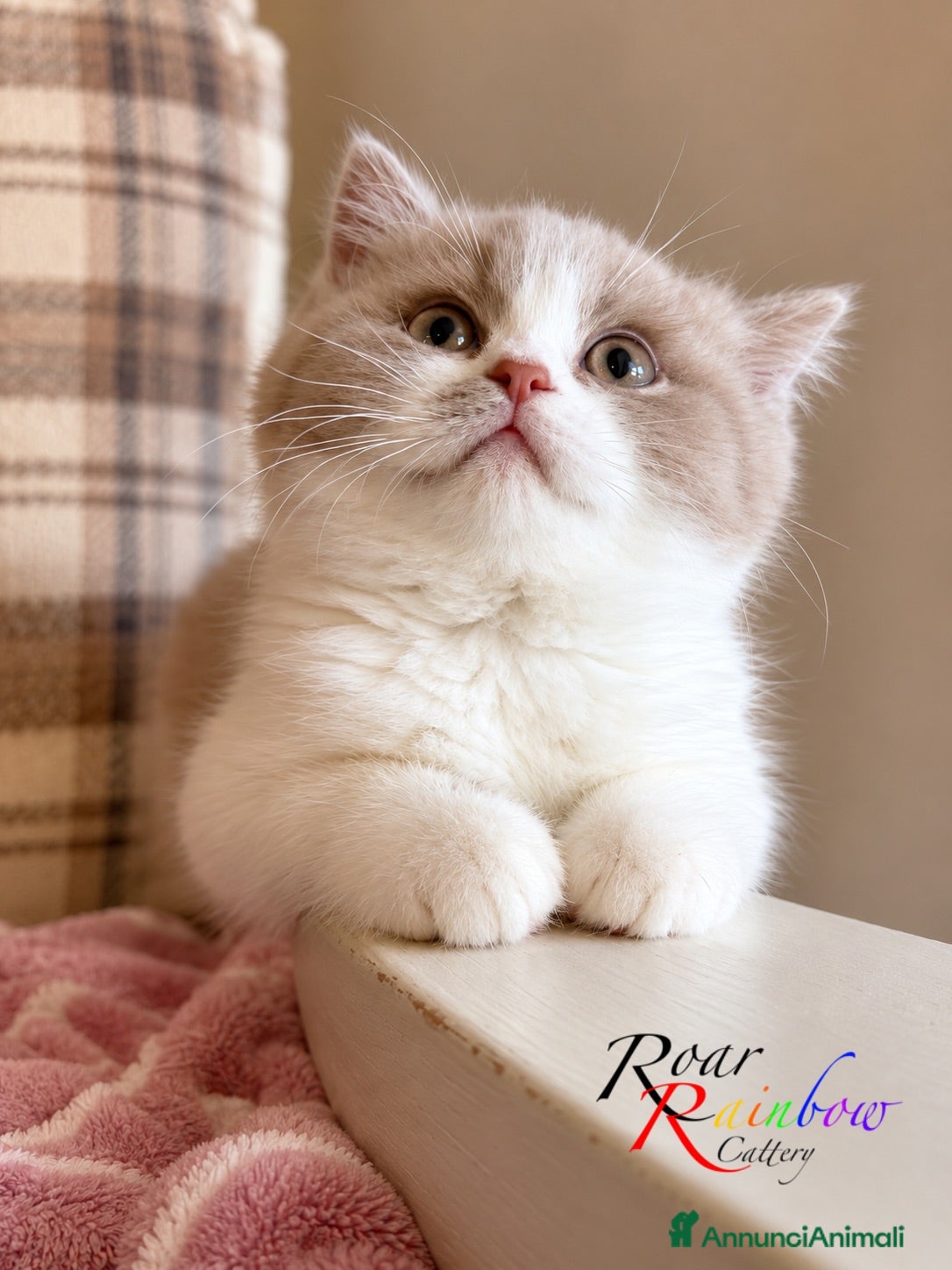 British gatti Gattini British - Annuncio 12