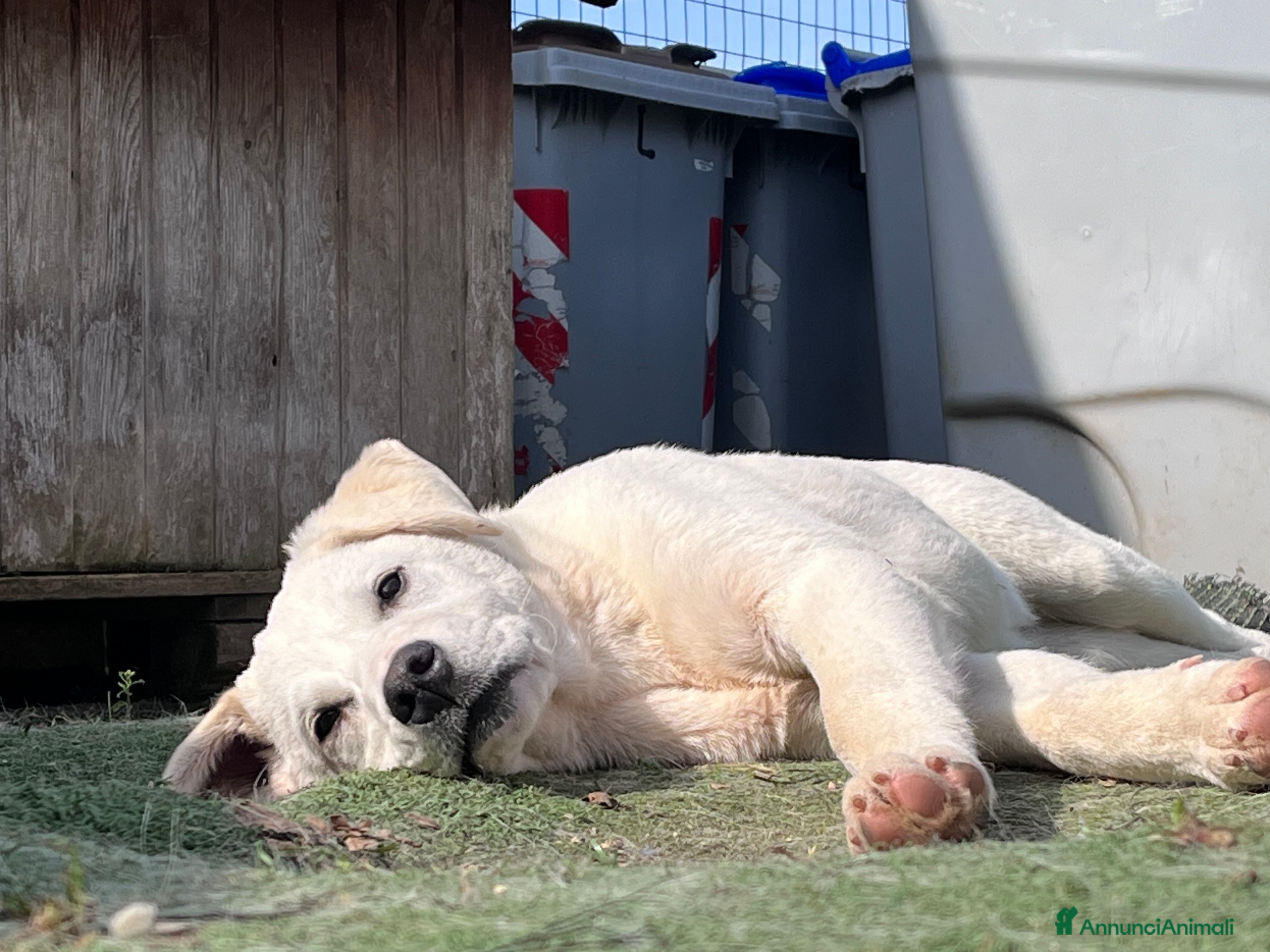 Labrador cani in regalo: Zavi 4 mesi cerca casa  - Annuncio 1