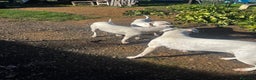 Dogo Argentino cani in regalo: Dogo argentino femmina 8 mesi - Annuncio 7