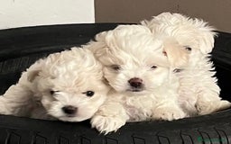 Maltese cani in vendita: Maltese toy - Immagine 3