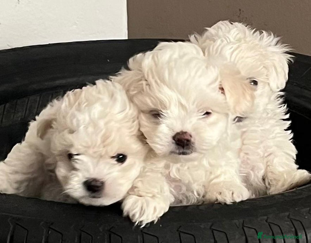 Maltese cani in vendita: Maltese toy - Immagine 3