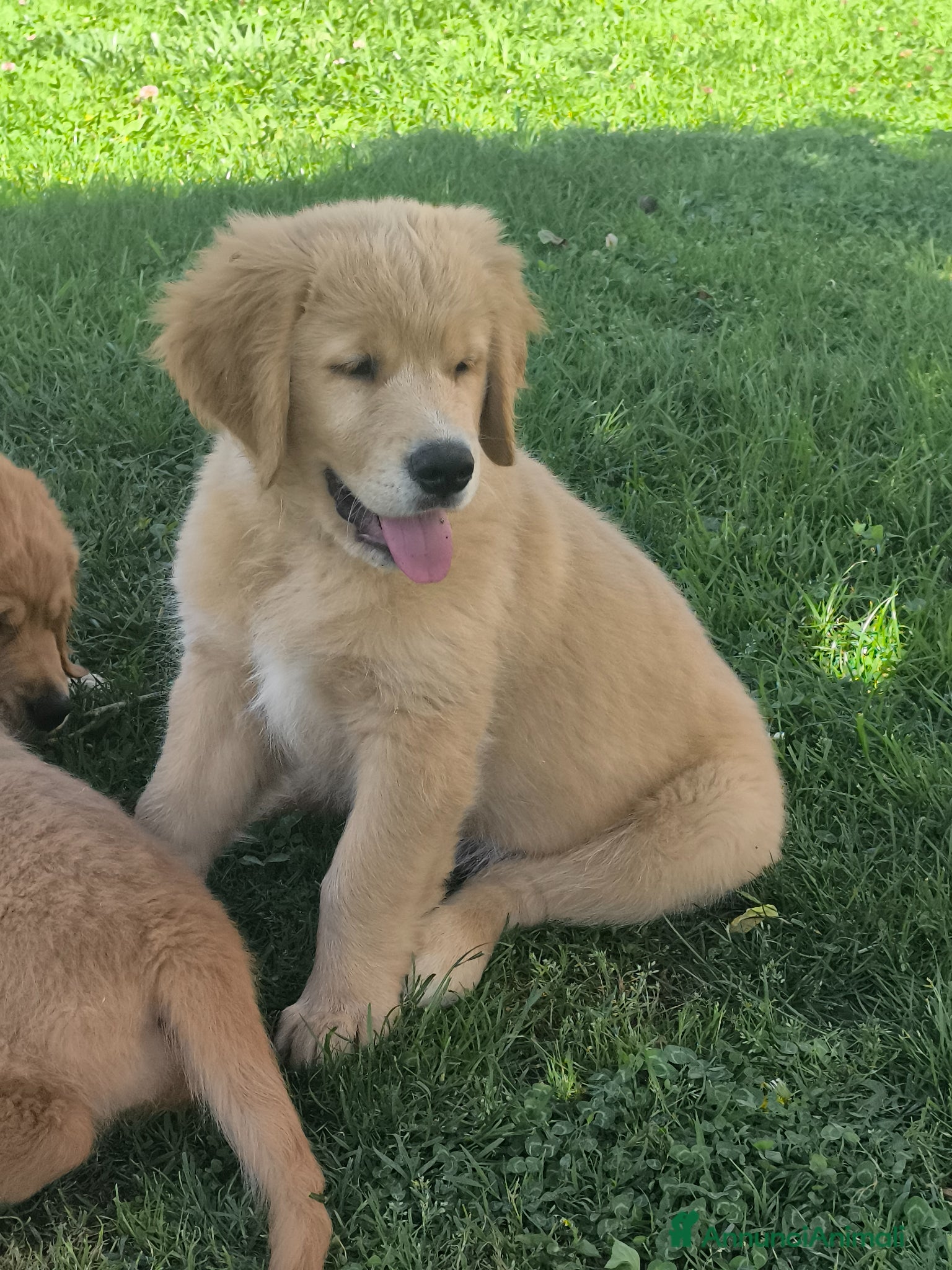 Golden Retriever cani Golden retriever 90%linea americana pedigree ENCI  - Annuncio 4
