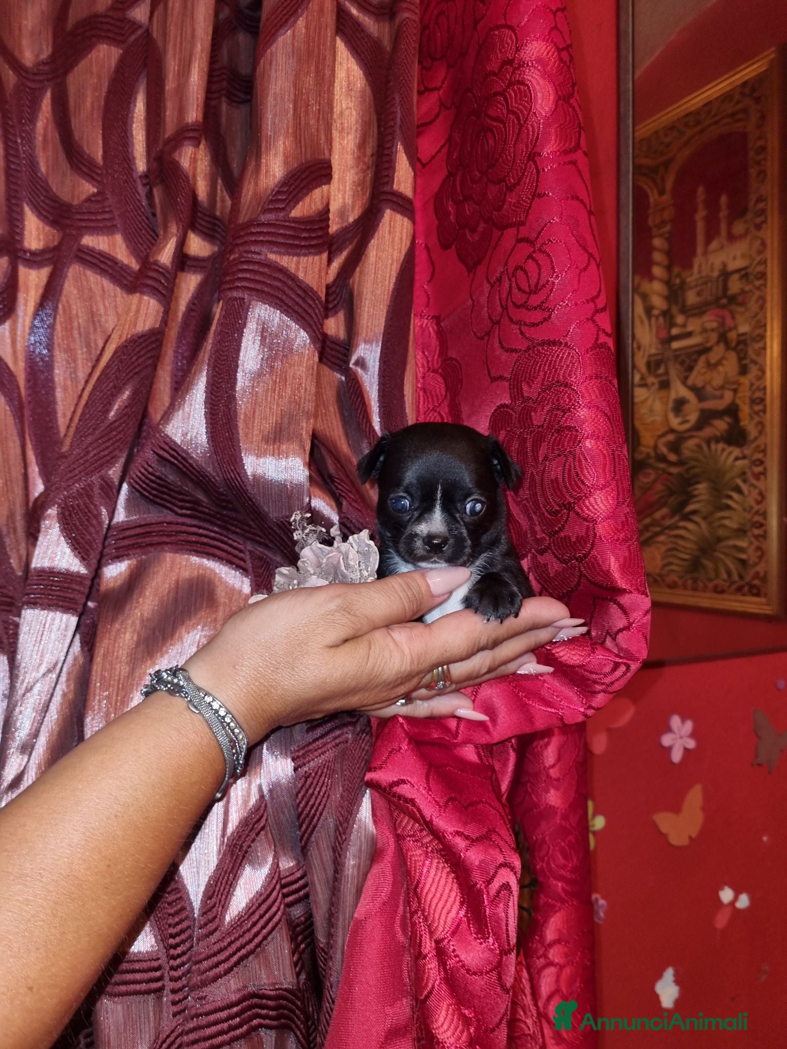 Chihuahua cani Cuccioli di chihuahua tea cup - Annuncio 9