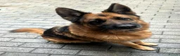 Meticcio cani in regalo: IBRA PASTORE TEDESCO - Annuncio 8