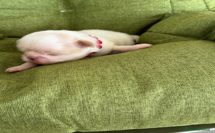 Chin cani - Annuncio 1