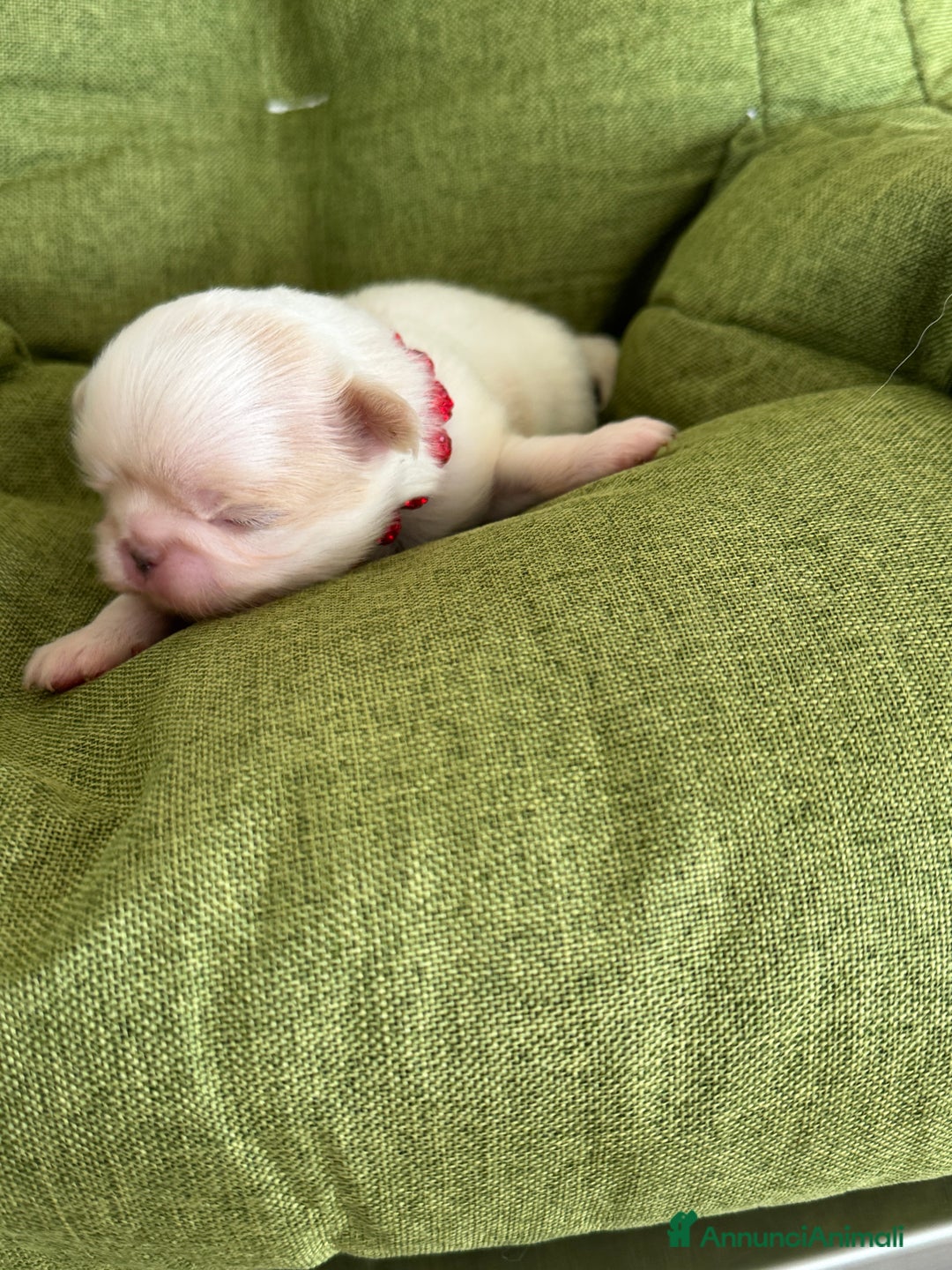 Chin cani in vendita: Cuccioli maschi razza Chin bianco arancio - Annuncio 1