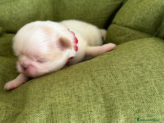 Chin cani Cuccioli maschi razza Chin bianco arancio - Annuncio 20