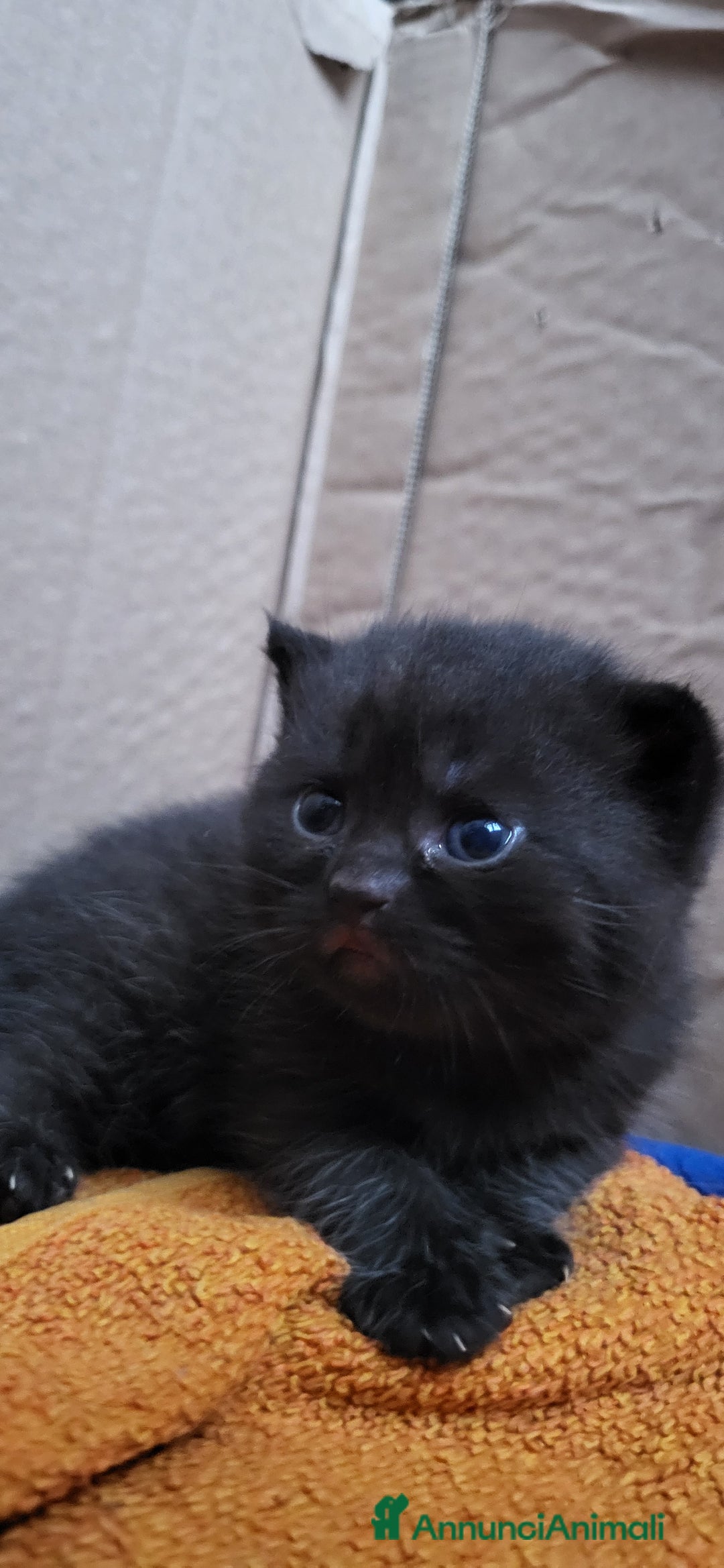 British gatti in vendita: 2 cuccioli british shorthair chocolate maschi a Città metropolitana di Milano - Immagine 3