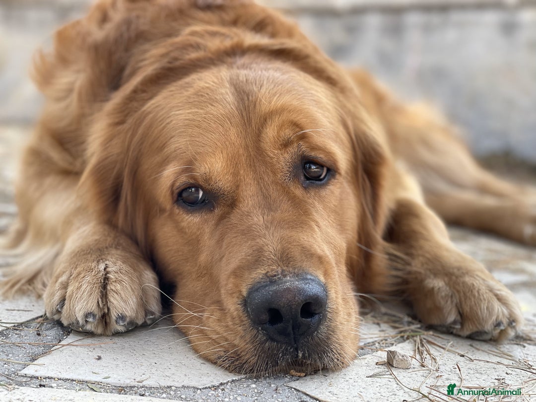 Golden Retriever cani per accoppiamento: GOLDEN RETRIEVER MASCHIO PER ACCOPPIAMENTO a Città Metropolitana di Milano - Immagine 4