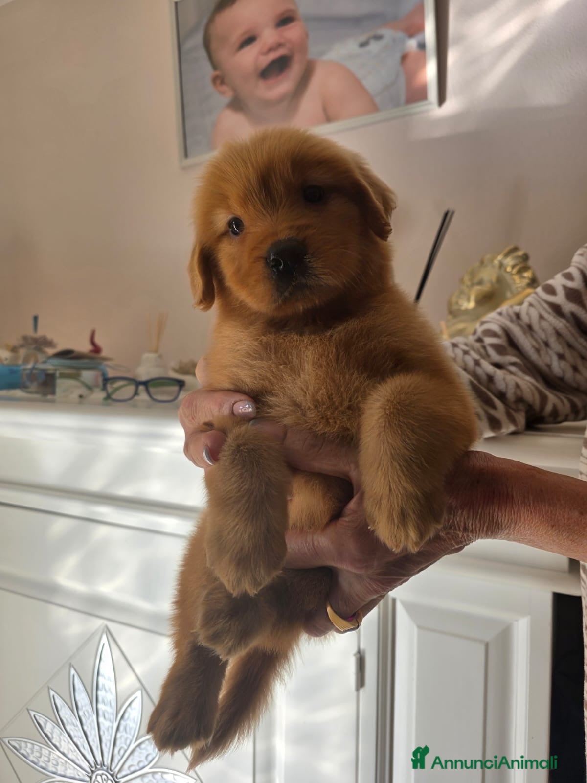 Golden Retriever cani Goldel Retriever (Tipo Americano) - Annuncio 2