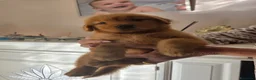 Golden Retriever cani in vendita: Goldel Retriever (Tipo Americano) - Annuncio 2