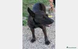 Pastore Belga cani in regalo: 3anni Pastore Belga/Corso educato CASERTA a Milano - Immagine 3