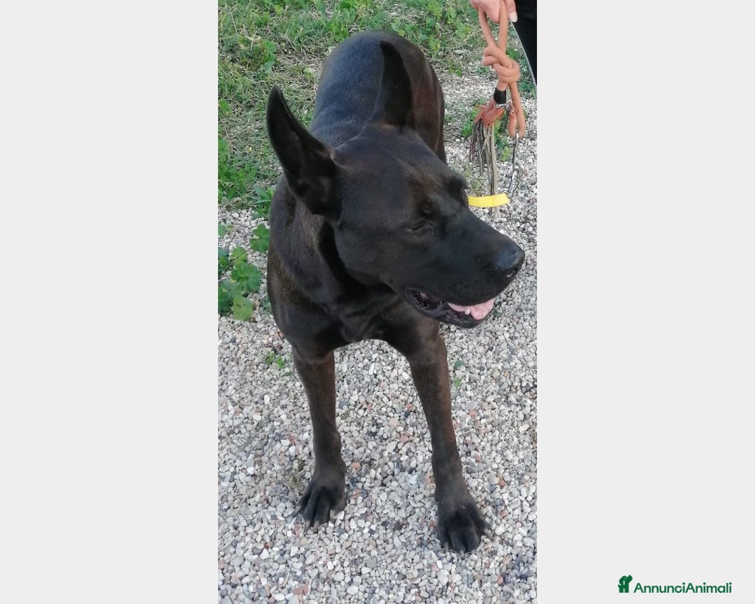 Pastore Belga cani in regalo: 3anni Pastore Belga/Corso educato CASERTA a Milano - Immagine 3