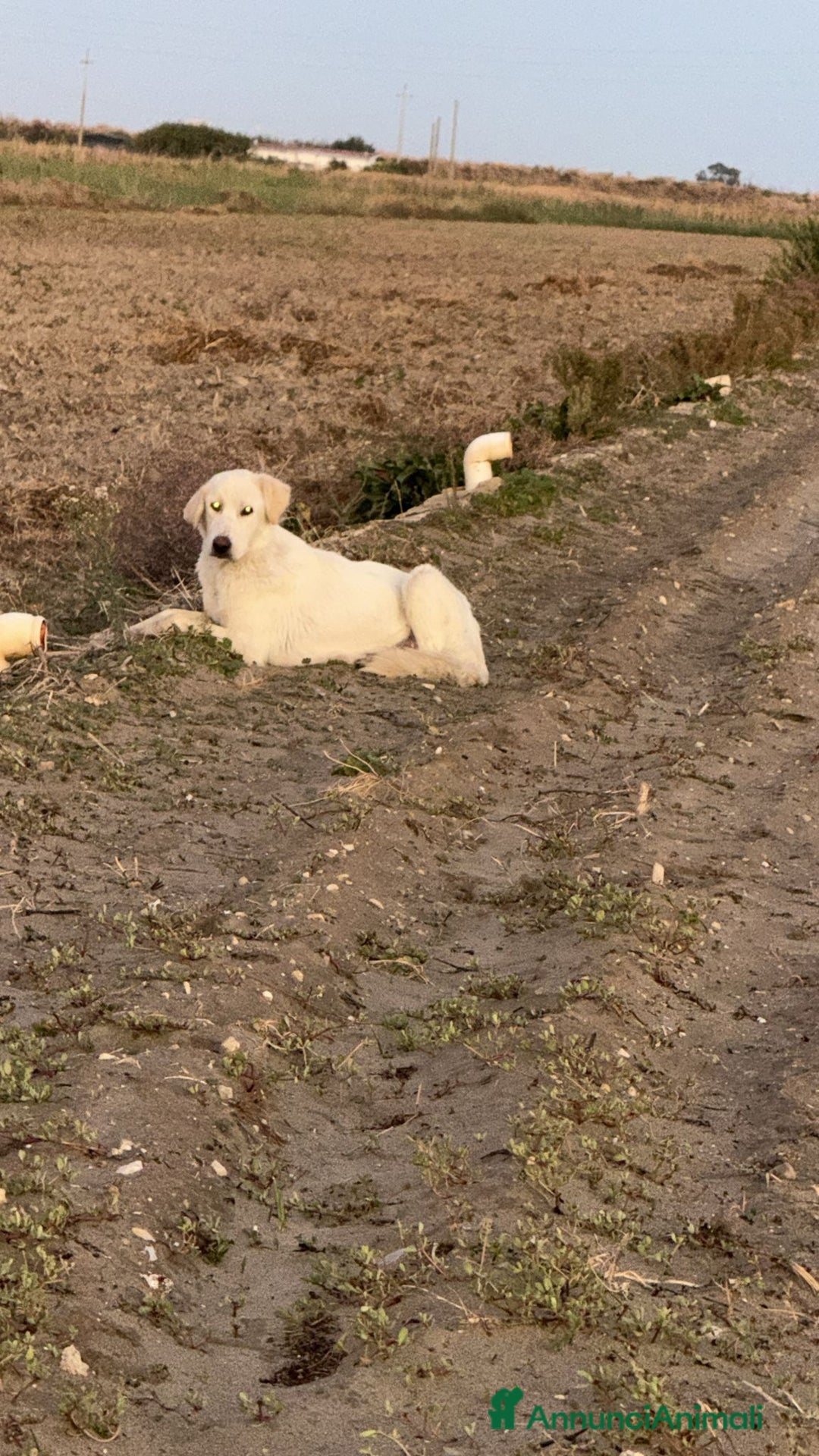 Golden Retriever cani in regalo: Splendidi cuccioli simil golden retriever  - Annuncio 4