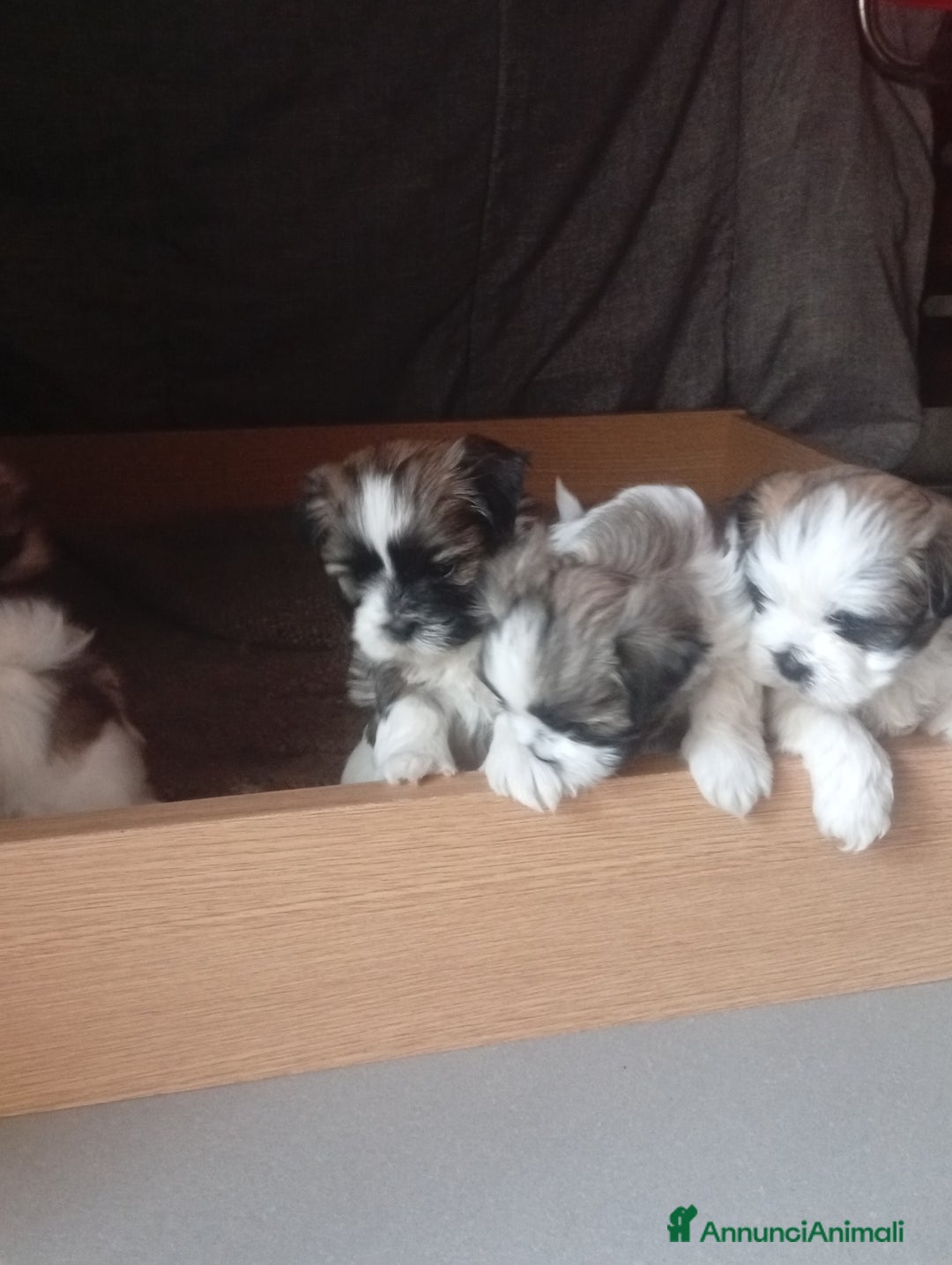 Shih Tzu cani in vendita: Shitzu  - Annuncio 5