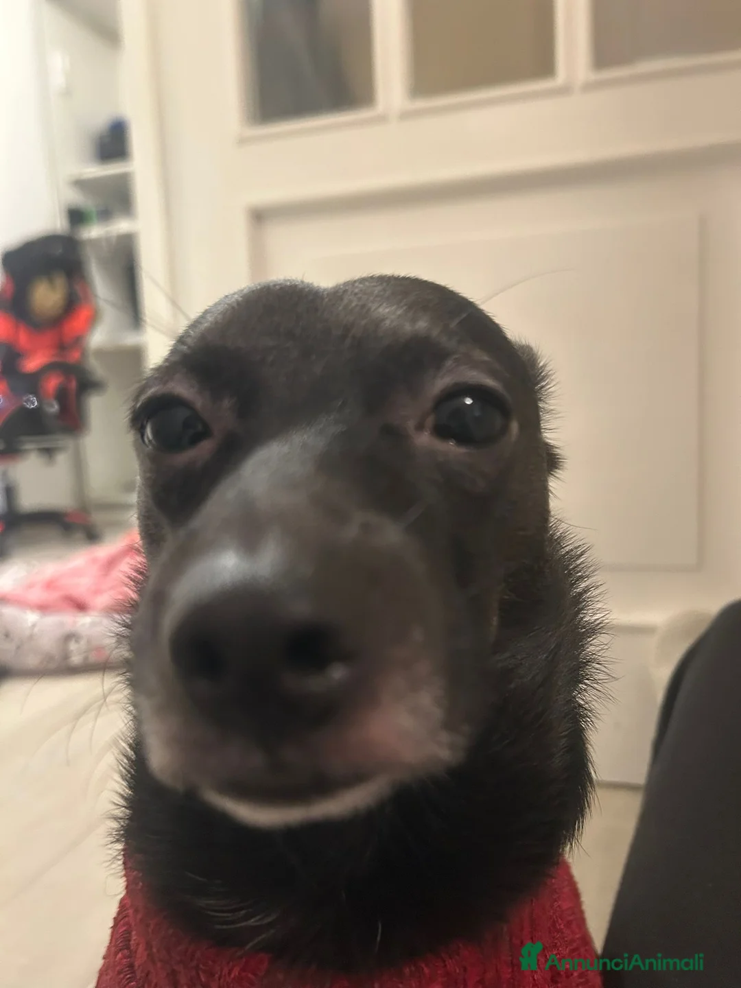 Meticcio cani in regalo: Regalo  a Città Metropolitana di Napoli - Annuncio 3