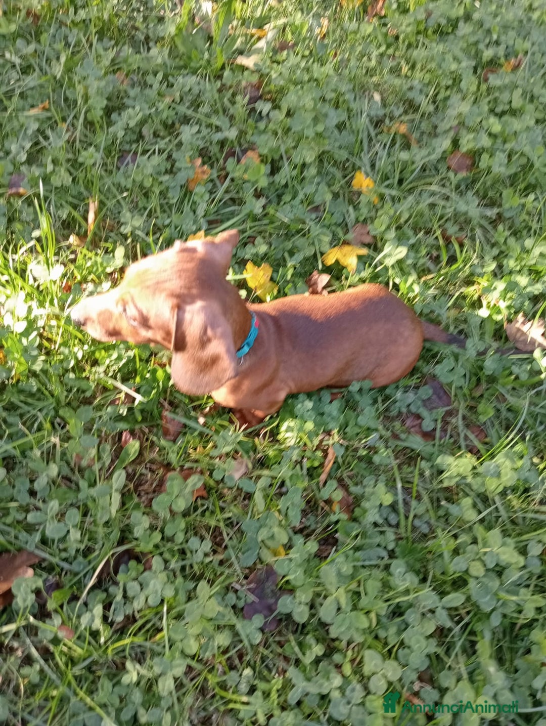 Bassotto cani in vendita: Cucciolo Bassotto Maschio  - Annuncio 3