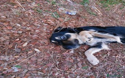 Meticcio cani in regalo: Adozione urgente per la dolce Candy - Immagine 2