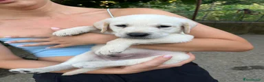 Labrador 3