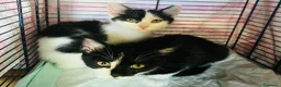 Europeo gatti in regalo: Due gattini di tre mesi - Annuncio 6
